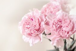 春の花