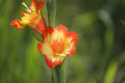 夏の花