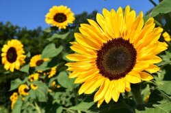 夏の花