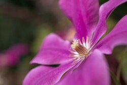 冬の花