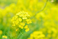 春の花