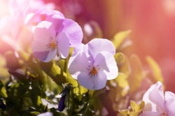 2月の花