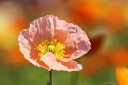 春の花