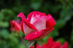 春の花