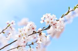 春の花