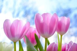 春の花